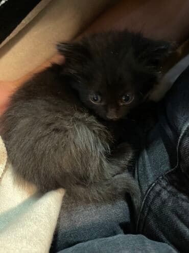 Грызуны: Отдам в хорошие руки Черный пушистый котенок - Окрас: полностью — 1