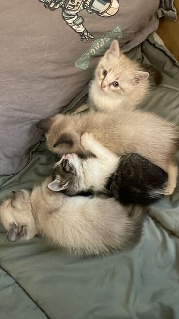 сиамская вислоухая кошка цена: Милые котята из одного помёта. Описание: - Возраст: родились 28 — 2