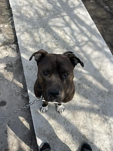 собаки ош: Кубинец албанец 2 года ТОЛЬКО ВЯЗКА!! - Окрас — 5