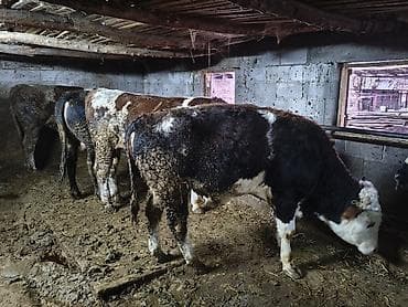 Продаю | Бык (самец) | На откорм | Племенные