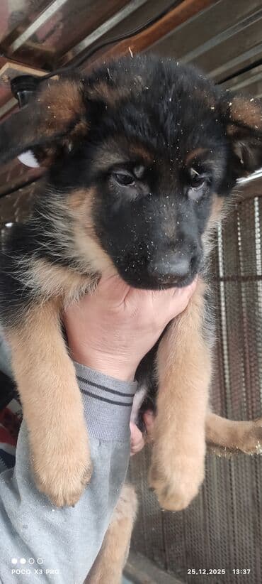 Продаются очеровательные чистокровные щенки немецкой овчарки родились