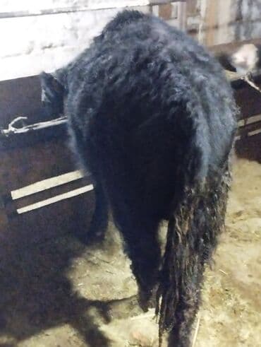 бык бык: Продаю | Бык (самец) | На откорм — 8