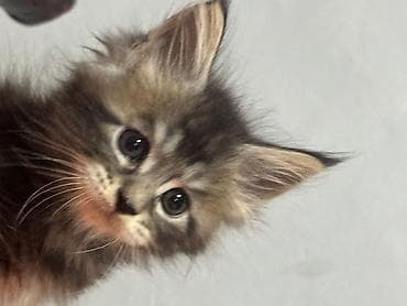 котята простые: Мейн-кун, 1 месяц, Мальчик, Черный, Приучена к лотку, Проглистована, С документами — 6