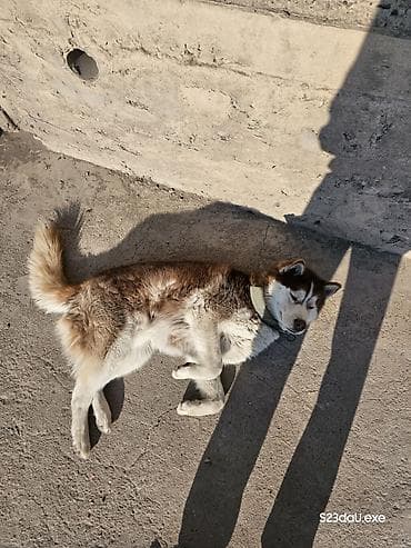 Хаски, 1 год, Самец