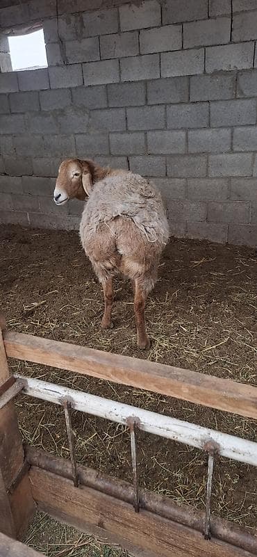 кормушка для овец фото: Продаю | Овца (самка) | Гиссарская, Полукровка, Долан | Для разведения | Племенные, Котные, Кастрированные — 4