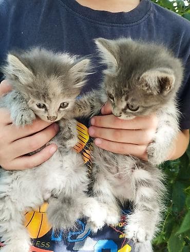 Беспородная, 2 месяца, Мальчик, Серый, Приучена к лотку at lalafo.kg Беспородная, 2 месяца, Мальчик, Серый, Приучена к лотку