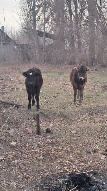 Грызуны: Продаются тёлки 4 и 4,5 месяца — 1