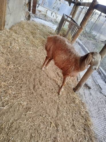 Кошки: Продаю | Баран (самец) — 3