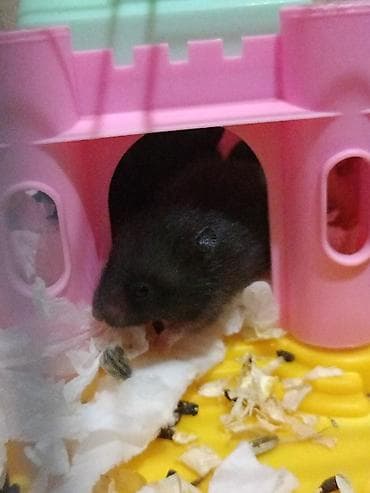Үй жаныбарлары: Отдам хомячиху и четырех малышей в добрые руки порода сирийская — 4