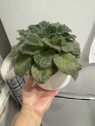 растения аквариумные купить: Пальмы(Хомедория),замиокулькасы(доллар) Зензи,черный доллар,зеленый — 3