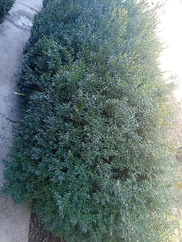 цветок бенджамин фикус: Живая изгородь из самшита (Buxus) – декоративные кусты для озеленения — 1