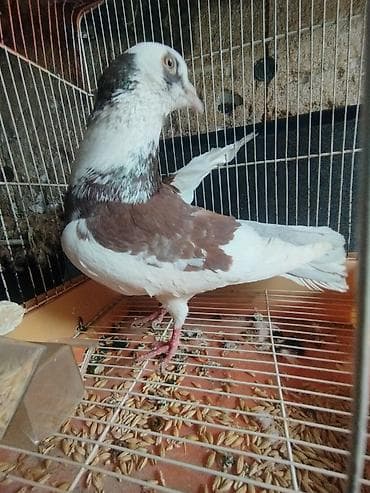 сколько стоят перепёлки: Продаю породистого бакинского голубя (самец). Птица крепкого — 2