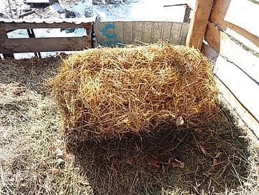 силос упакованный: Солома в тюках - Натуральная солома, плотные тюки цилиндрической и — 2