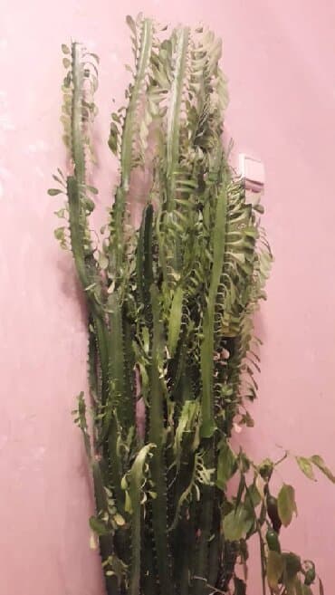говорящий кактус игрушка бишкек: Продам кактус!!! Высота 100см. Растёт отлично, любит солнце. Пышный — 2