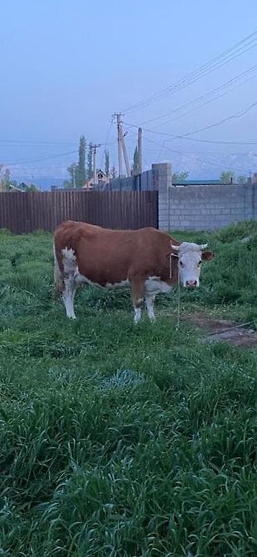 ножницы для стрижки баранов: Продаю | Корова (самка) | Для молока | Привязанные — 2