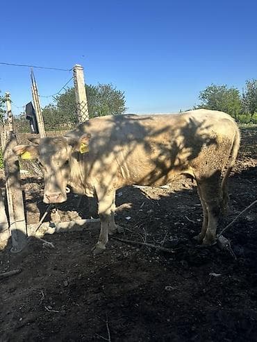 продаю дровилка: Продаю | Корова (самка), Тёлка | Для разведения | Искусственник, Привязанные — 2