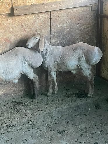гиссарские матки: Продаю | Ягненок, Баран (самец) | Арашан | Для разведения | Племенные — 5