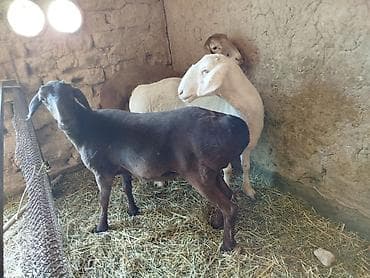 Үй жаныбарлары: Сатам | Ургаачы кой (ургаачы) | Союуга — 2