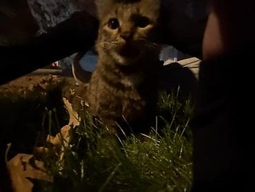 ласка: Кошка даром: Беспородная, Девочка, Приучена к лотку — 3