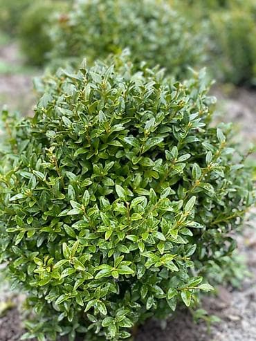 аммофос цена за 1 кг бишкек: Шамситтер 2000 ш/т оптом 1500 Ёлеа 3000 Жана Арчалар бар — 2