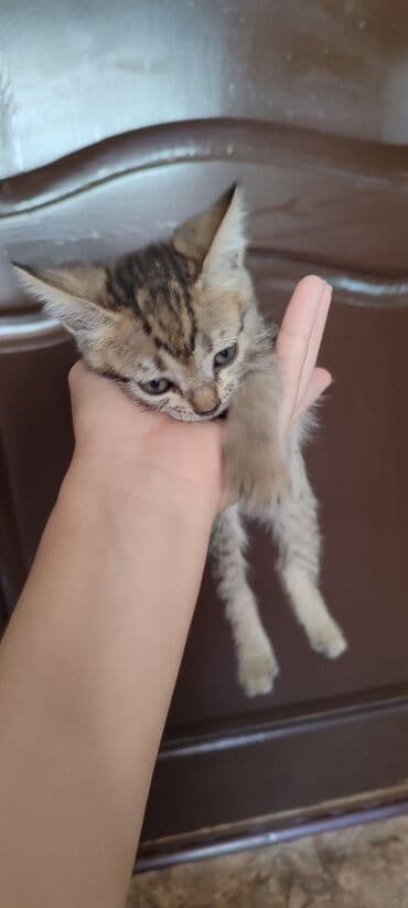 коты купить: Породасыз, 2 айлык, Ургаачы — 4