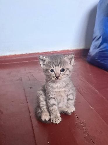 black cat: Котята серого окраса Описание: - Очаровательные котята с мягкой — 4