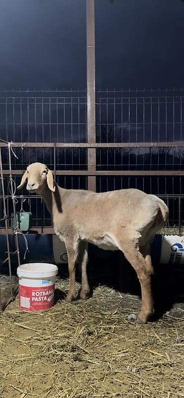 туша барана: Продаю | Овца (самка) | Арашан | Для разведения | Матка — 2