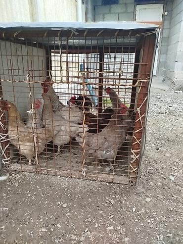 купить ротвейлера в бишкеке: Продаю | Петух — 1