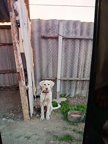 Щенок крупной породы (пастуший/охранный тип). - Окрас: белый. -