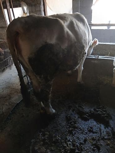 пародистые бычки: Продаю | Корова (самка) | Для молока | Привязанные — 9