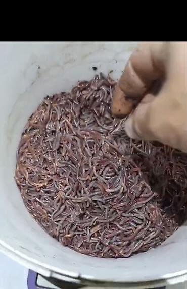 мед пчелинный: Продаются коконы червя Дендрабена Венета и Черного Принца ( Селекция — 3