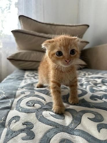 шотландский кот: Скотиш Фолд (Шотландская вислоухая), 2 месяца, Девочка, Рыжий, Приучена к лотку — 1