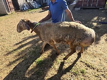 кок тай: Продаю | Овца (самка) | Арашан | Для разведения | Племенные, Осеменитель — 5