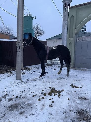 С/х животные и товары: Продаю | Конь (самец) | Конный спорт | Племенные — 9