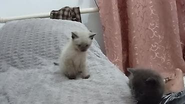 кошка манас: Кошка даром: Беспородная, 2 месяца, Мальчик — 3