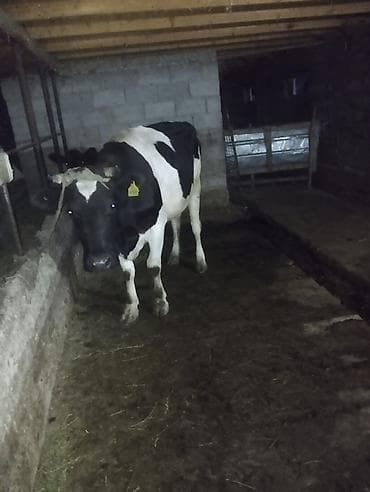 Айыл-чарба жаныбарлары: Сатам | Уй (ургаачы) | Голштин | Көбөйтүү үчүн | Музоологондон кийин — 5