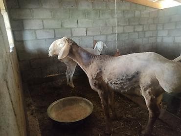 баран купить бишкек: Продаю | Баран (самец) | Арашан | На забой | Племенные — 2