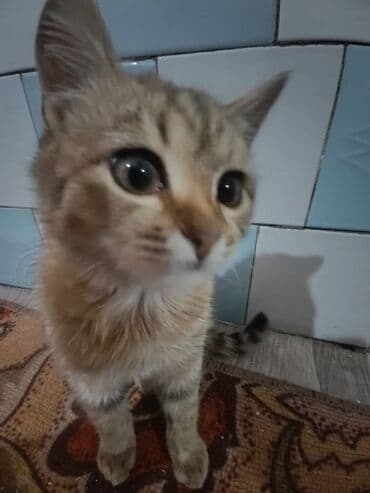 купить щенка бультерьера: Кошка даром: Беспородная, 4 месяца, Девочка, Приучена к лотку — 2