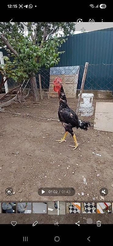 жорго сатам: Сатам | Короздор | Тебиштирүүчү | Көбөйтүү үчүн — 7