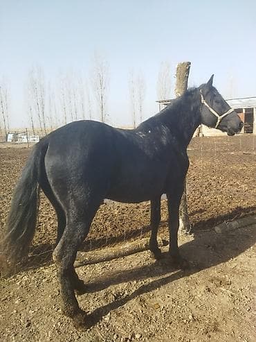 Мышыктар: Сатам | Жылкы (эркек) | Көбөйтүү үчүн | Асыл тукумдуу — 5