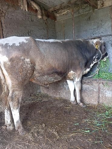 гуси линда: Продаю | Бык (самец) | На откорм | Привязанные — 2