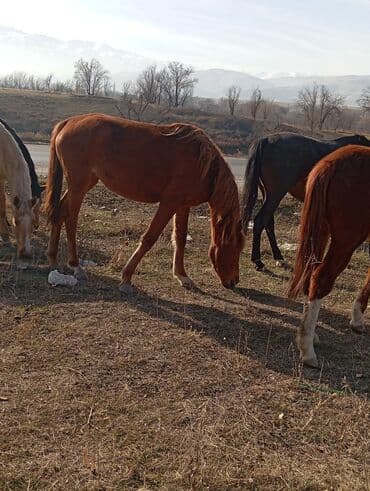 в связи с переездом отдам попугая жако в добрые руки: Продаю | Кобыла (самка) | Для разведения — 1