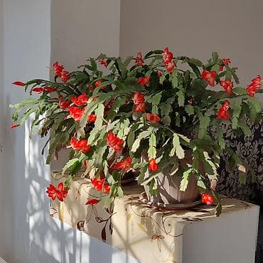 цветные кактусы: 🌺 Цветет обильно два раза в год, весной и осенью. Зигокактус — 3