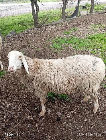 Продаю | Овца (самка) | Для разведения | Матка at lalafo.kg Продаю | Овца (самка) | Для разведения | Матка