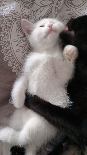 кастрация кота бишкек: Кошка даром: Беспородная, 1 месяц, Мальчик, Приучена к лотку — 5