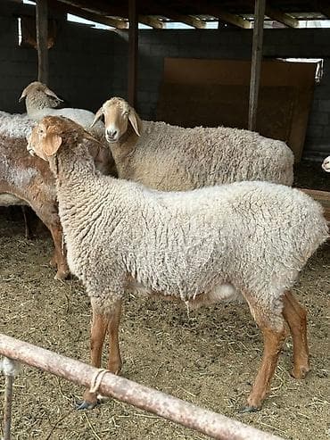 длиная: Продаю | Овца (самка) | Для разведения | Племенные — 8