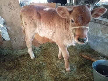 охотничая собака: Продаю | Музоо, торпок | Швицкая | Для разведения — 3