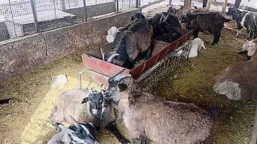 страус цыплята: Продаю | Козлёнок — 1