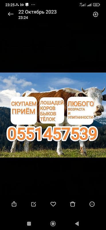 КУПЛЮ В КОЛБАСНЫЙ ЦЕХ СКОТ