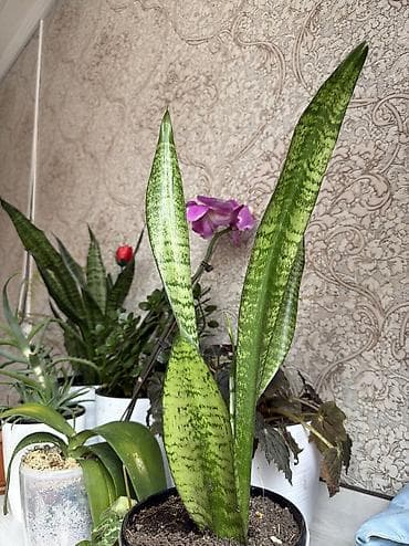 монстера халф мун: Сансевиерия (тещин язык) в декоративном горшке. - Вид: Sansevieria — 1